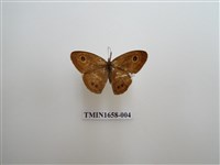 藏品(小波眼蝶)的圖片